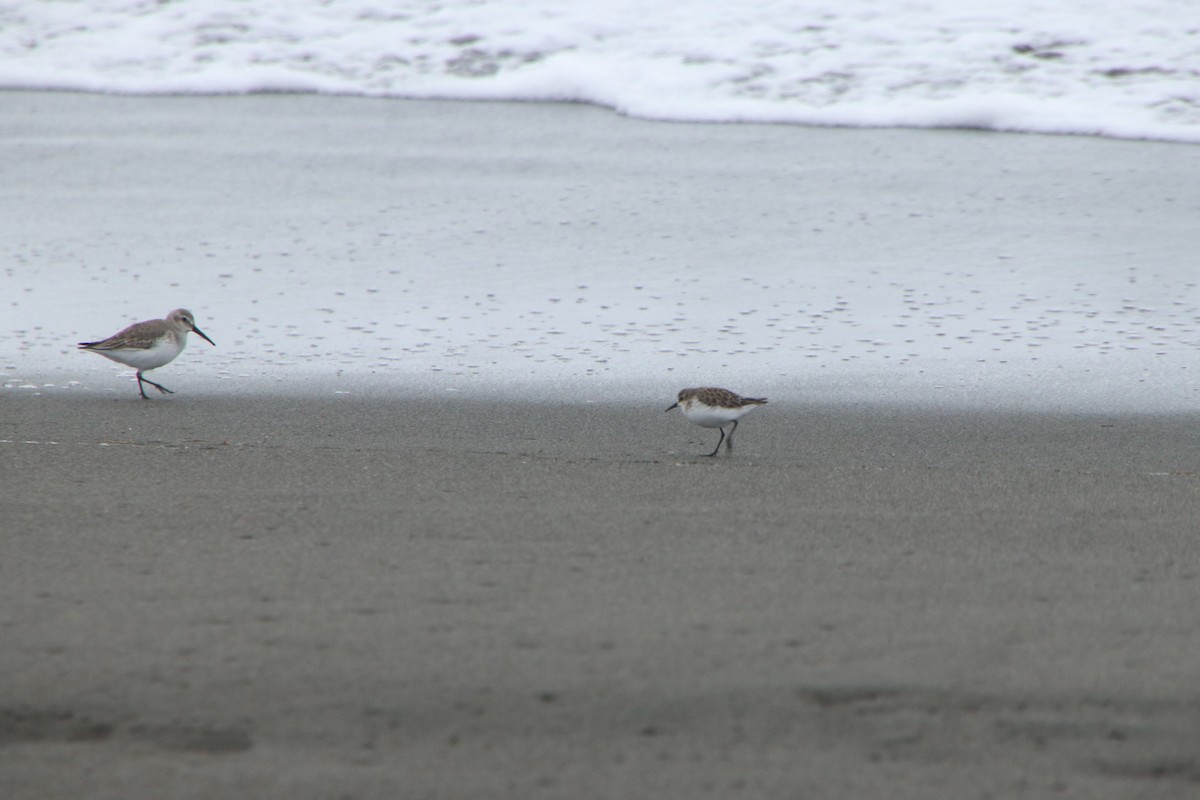 Calidris sp. (peep sp.) - ML647507548