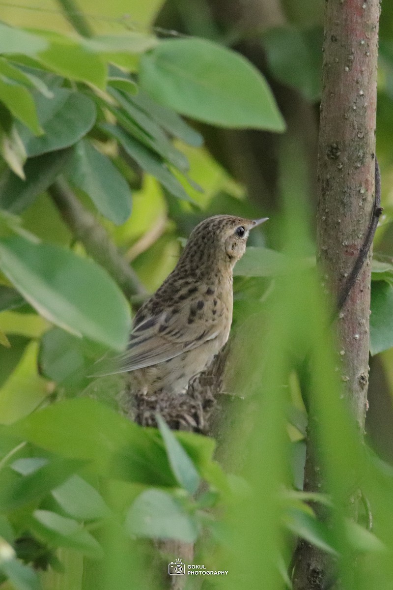 Обыкновенный сверчок - ML647507576