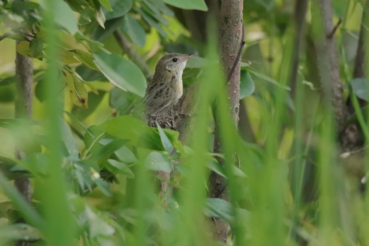 Обыкновенный сверчок - ML647507577