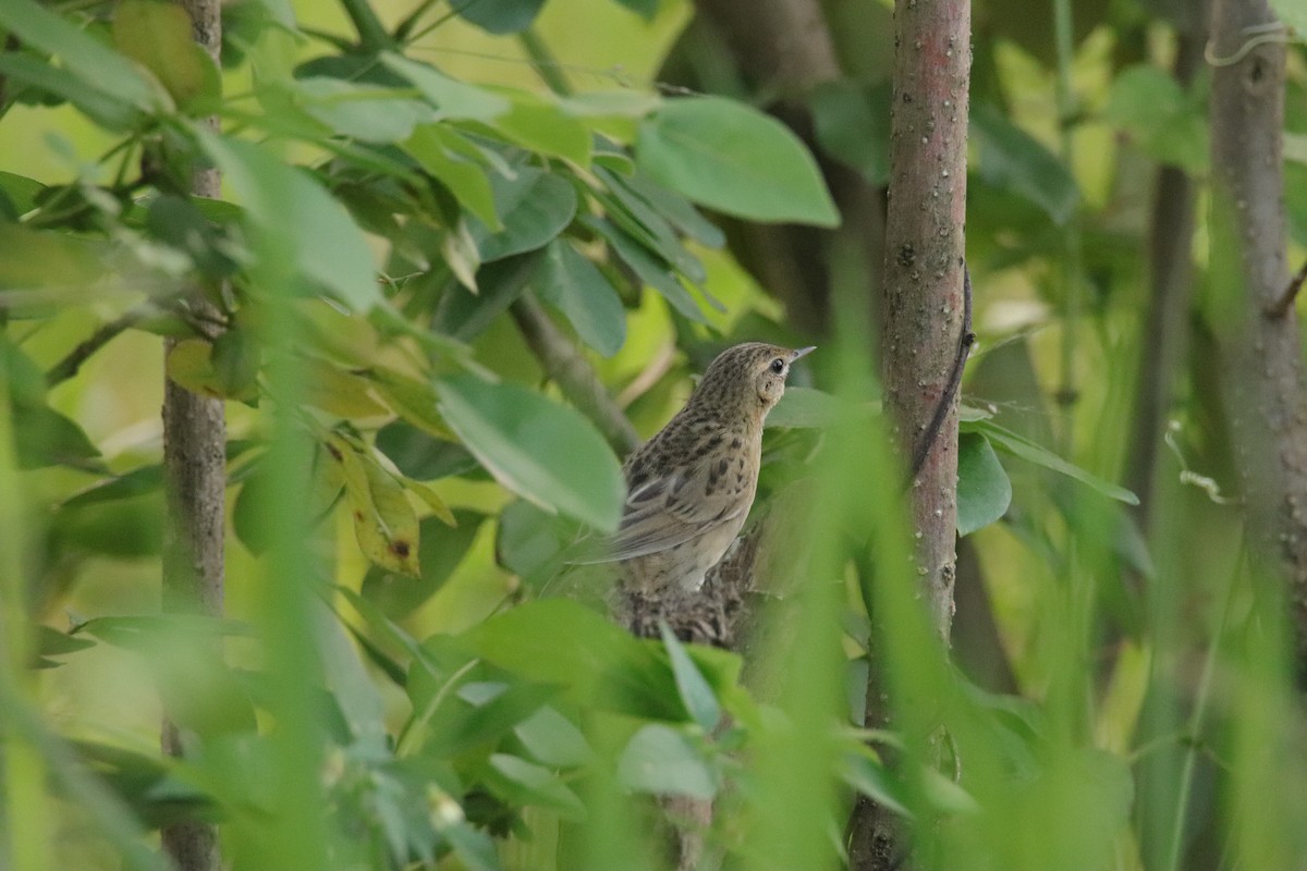 Обыкновенный сверчок - ML647507578