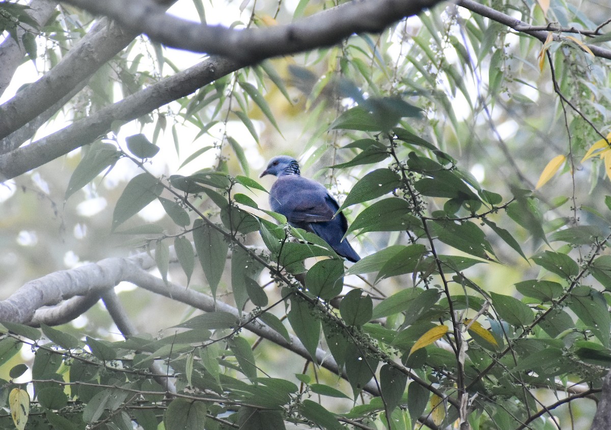 Paloma de Los Nilgiri - ML647507586