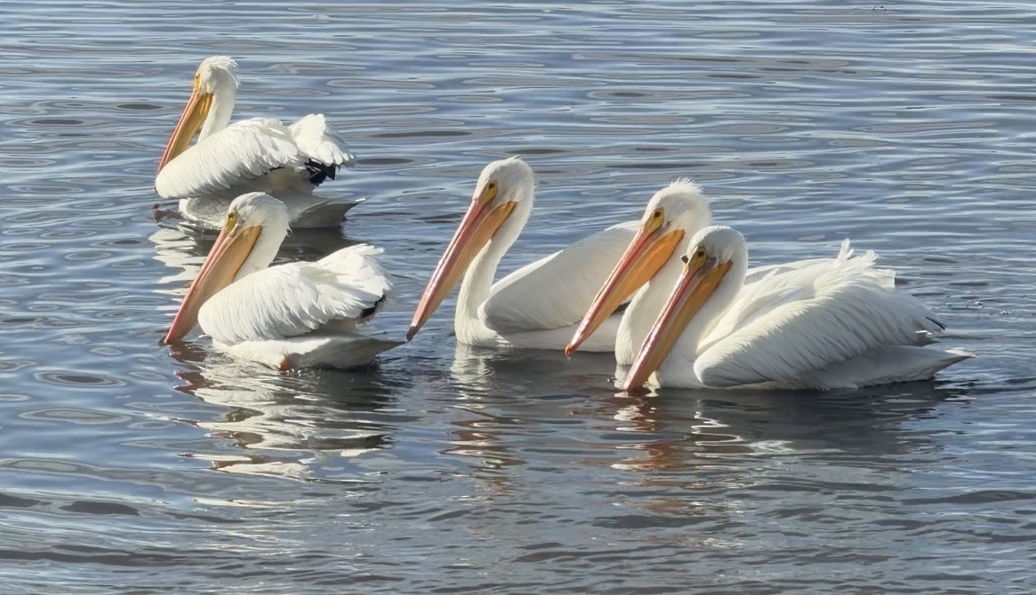 American White Pelican - ML647507641