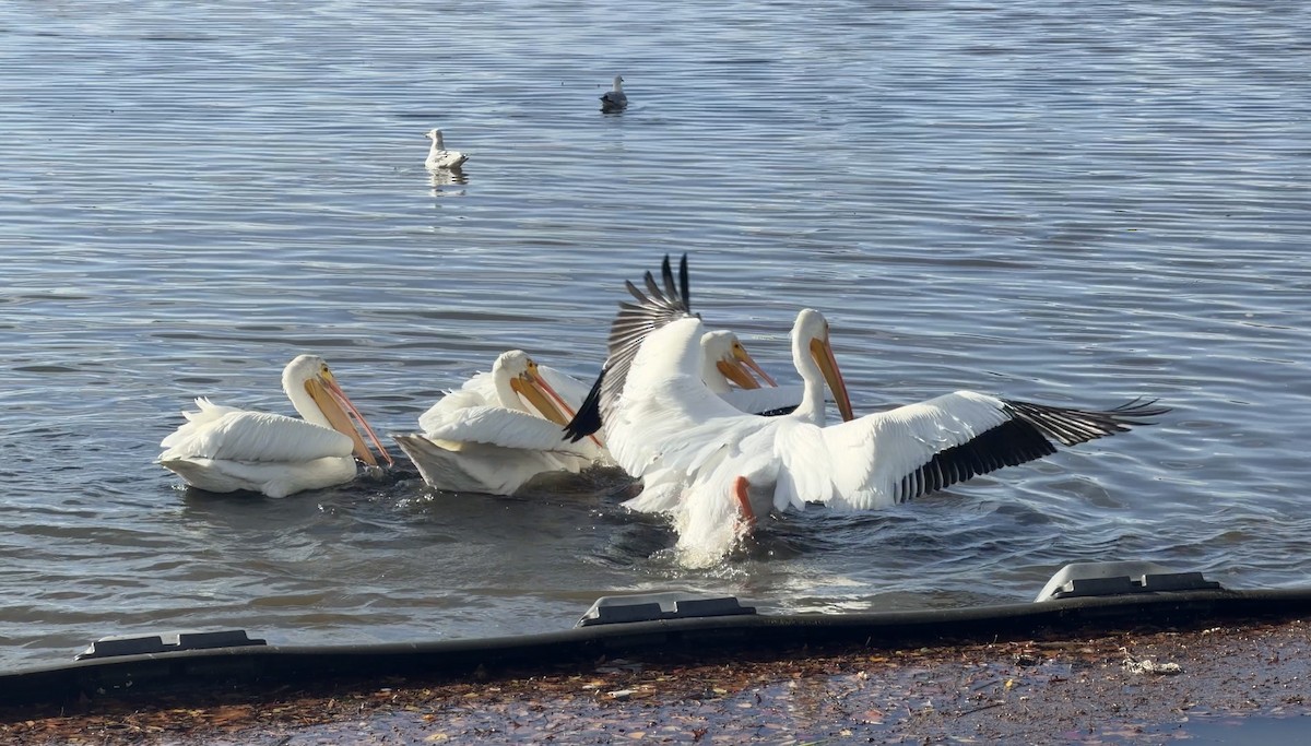 American White Pelican - ML647507642