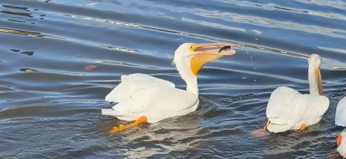 American White Pelican - ML647507643