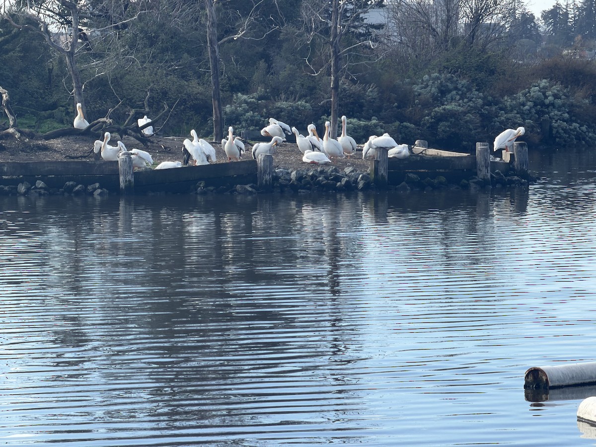 American White Pelican - ML647507644