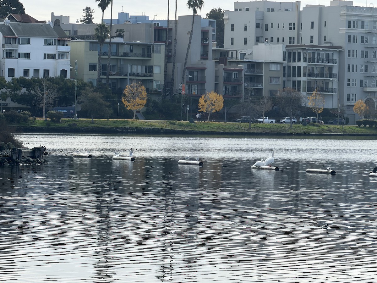 American White Pelican - ML647507645