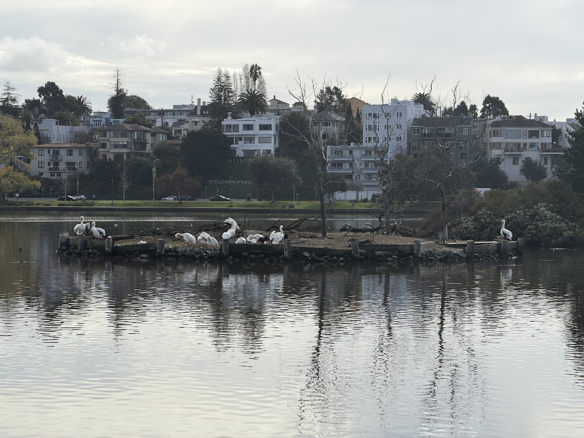 American White Pelican - ML647507646