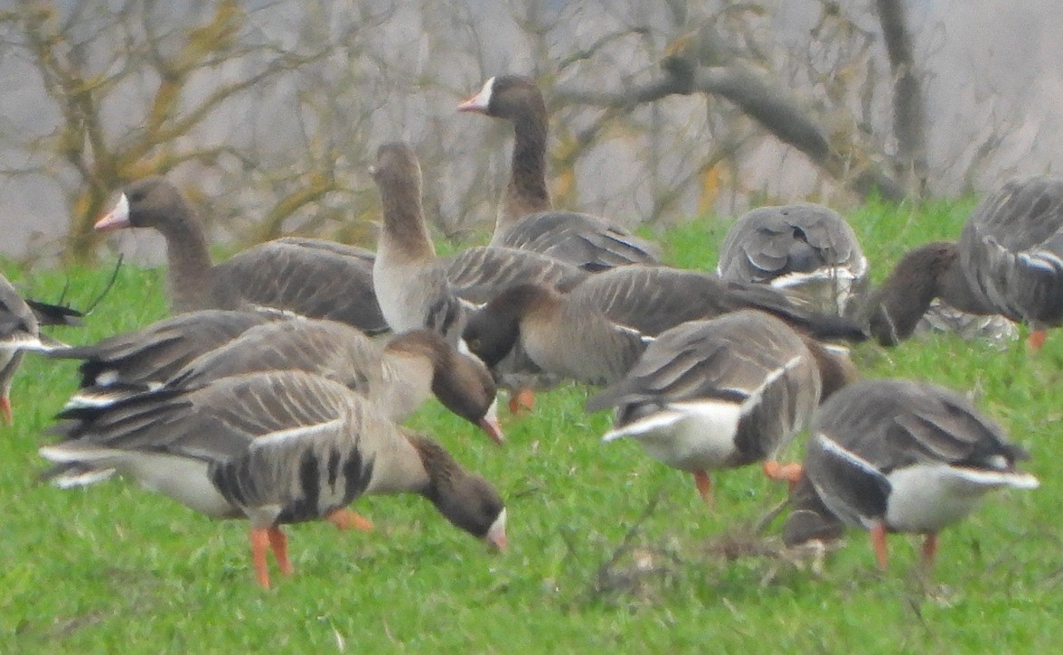 Гуска мала - ML647507652