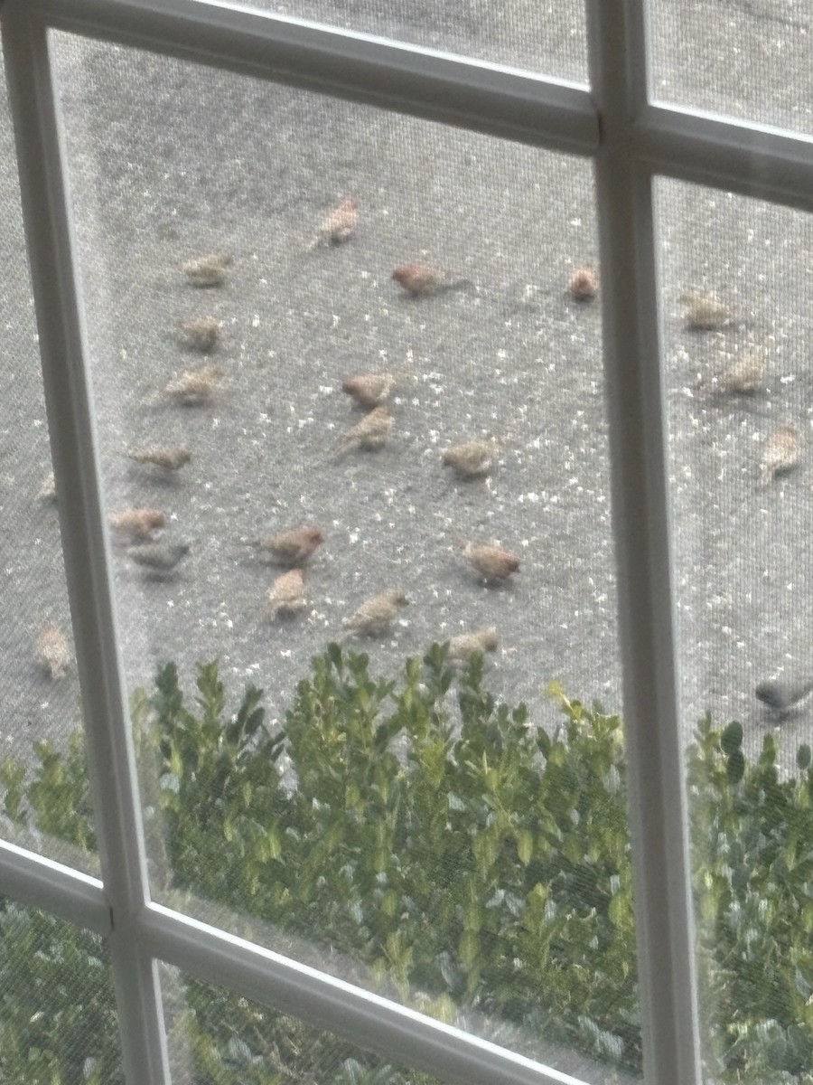 Roselin familier - ML647507661