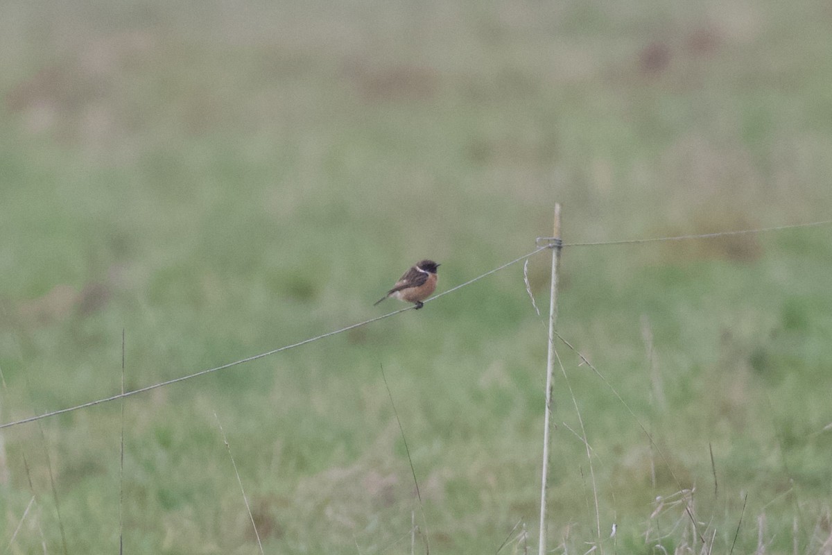 Трав'янка чорноголова - ML647507669