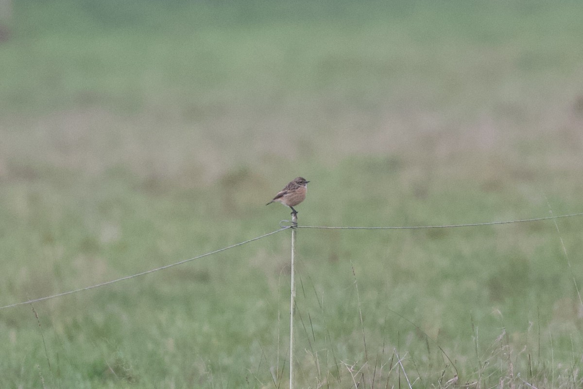 Трав'янка чорноголова - ML647507670