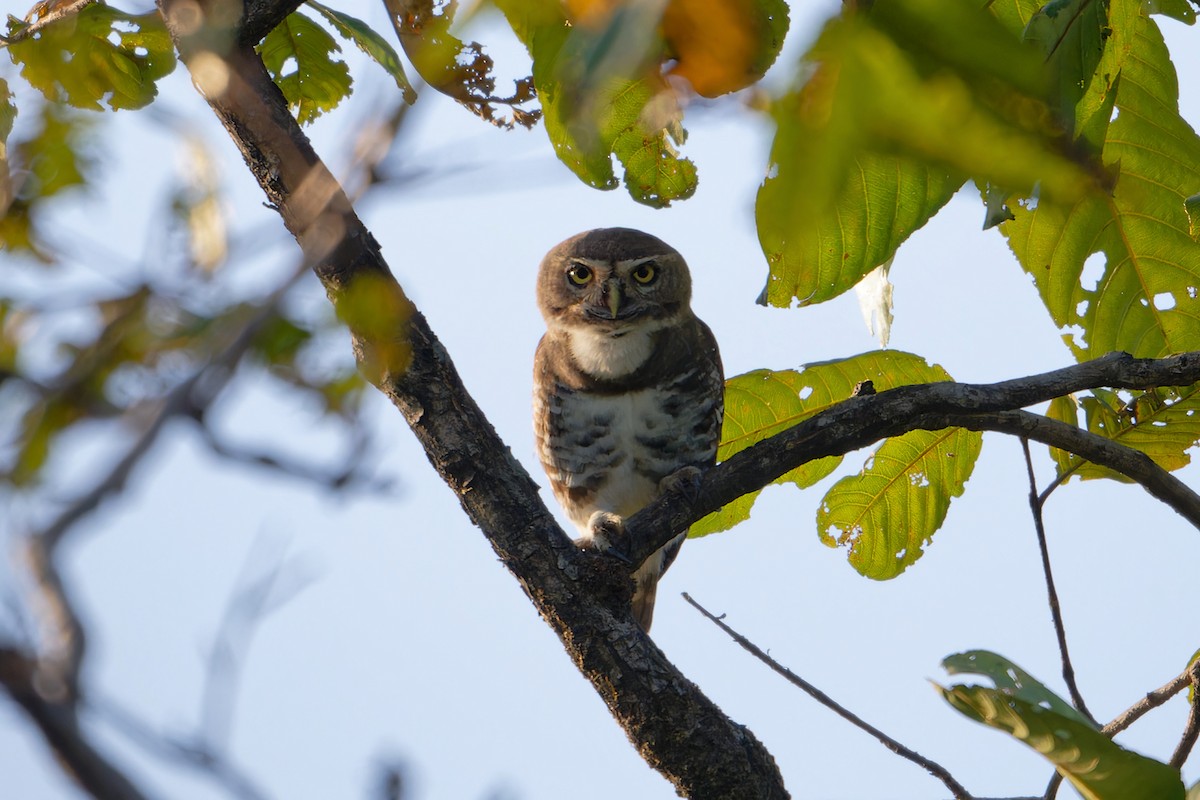 Forest Owlet - ML647507678