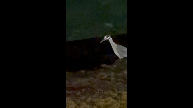 Yellow-crowned Night Heron - ML647507681