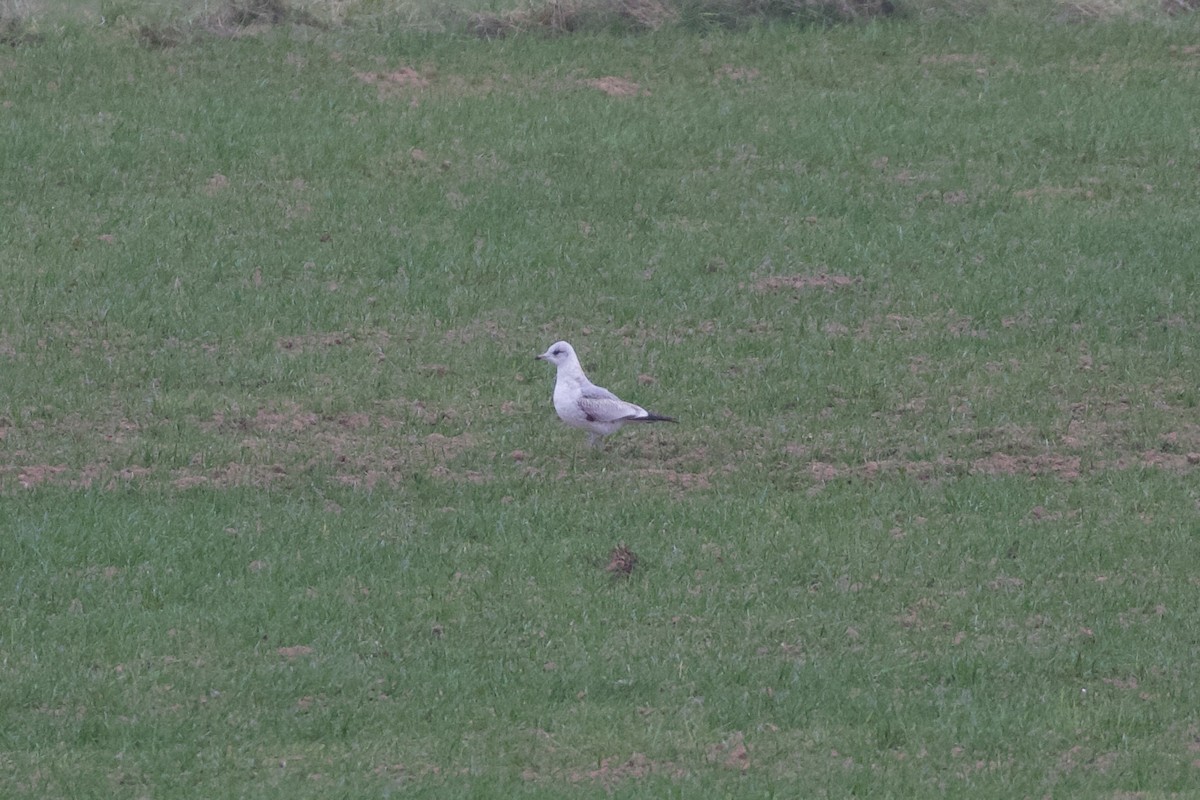 Мартин сивий - ML647507699