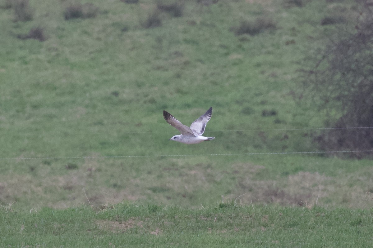 Мартин сивий - ML647507700