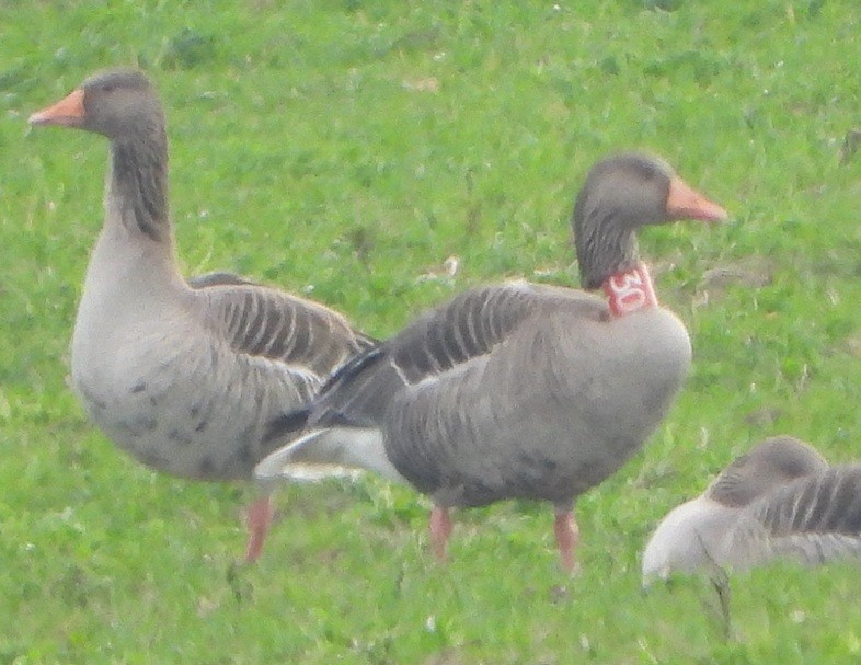 Graylag Goose - ML647507718