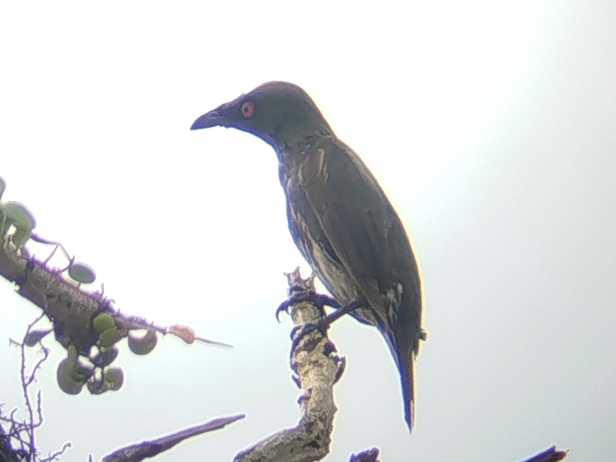 špaček rudooký - ML647507727