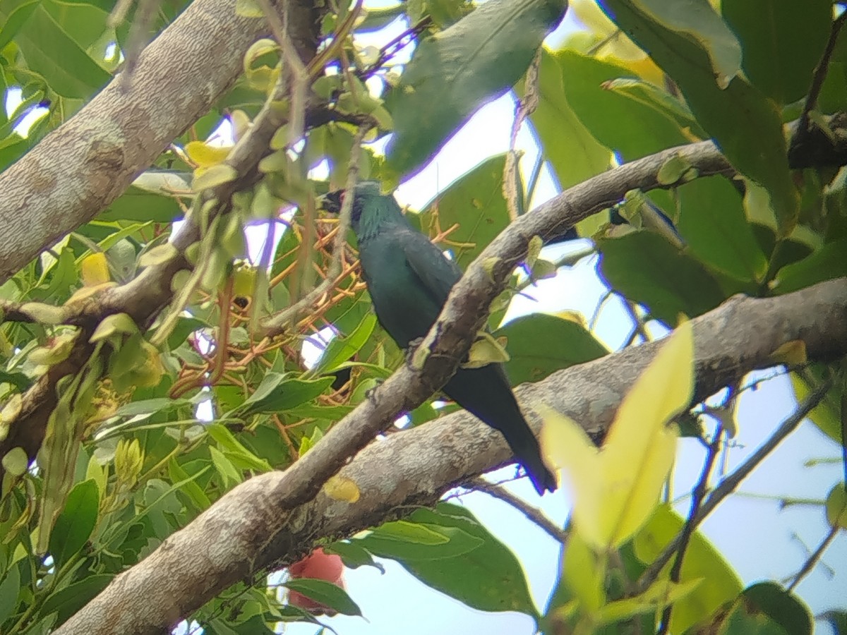 špaček rudooký - ML647507728