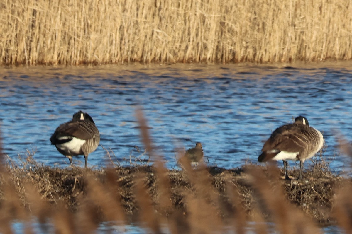 Barnacla Canadiense Grande - ML647507773