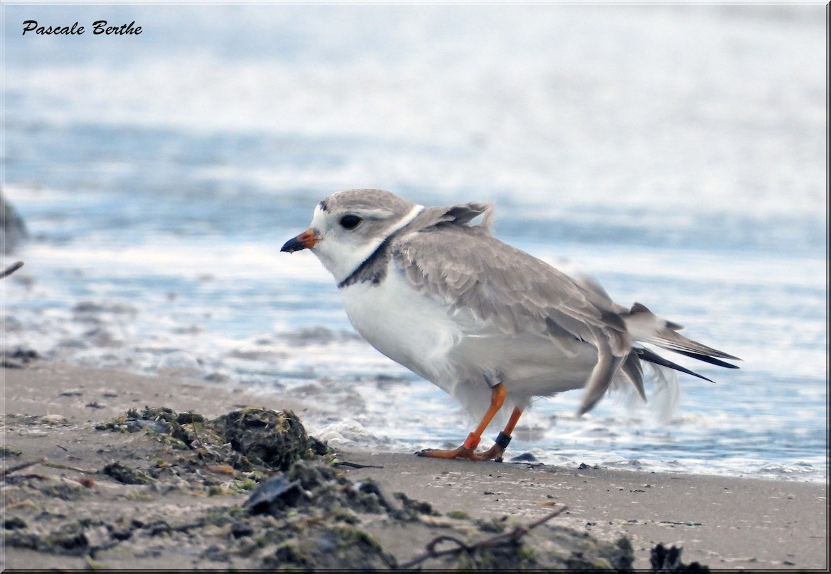 Piping Plover - ML647507799