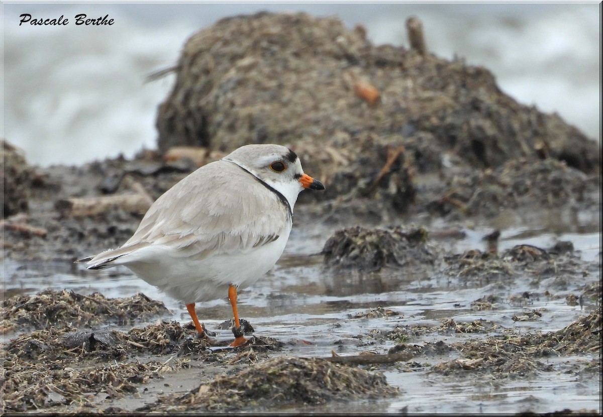 Piping Plover - ML647507802