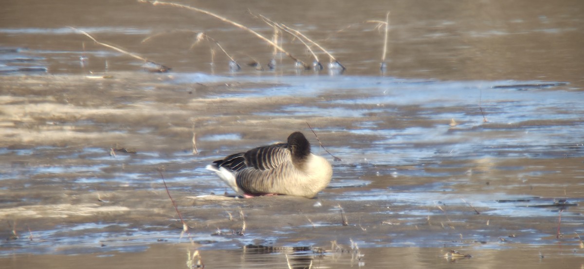 Graylag Goose - ML647507823