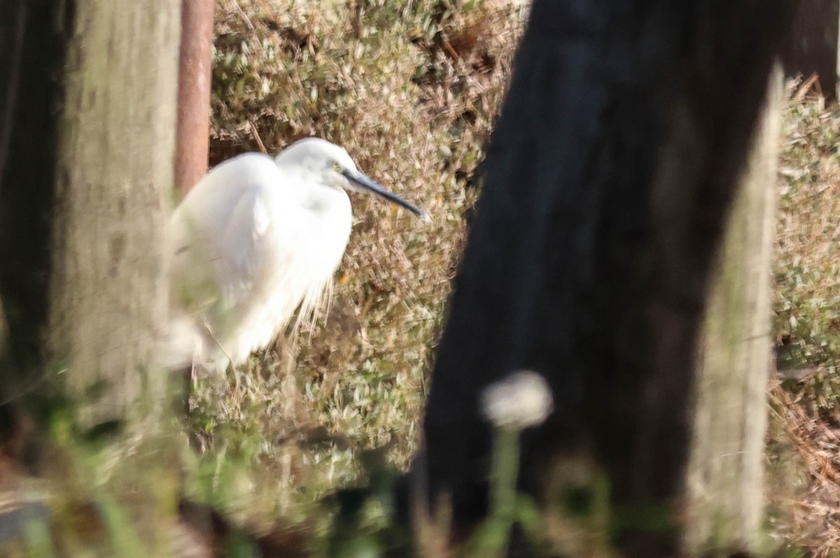 Little Egret - ML647507838