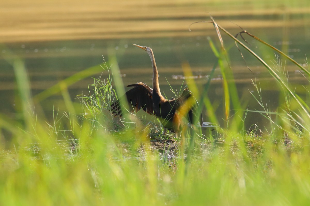 Doğu Yılanboyunu - ML647507839