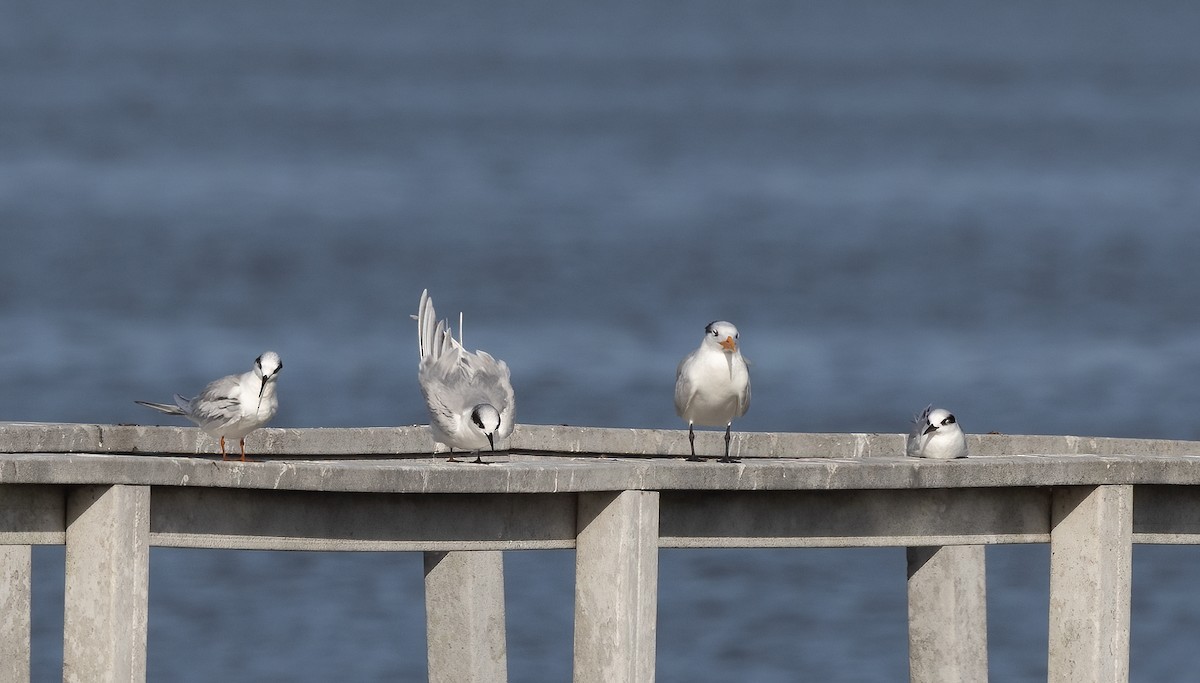 Forster's Tern - ML647507840