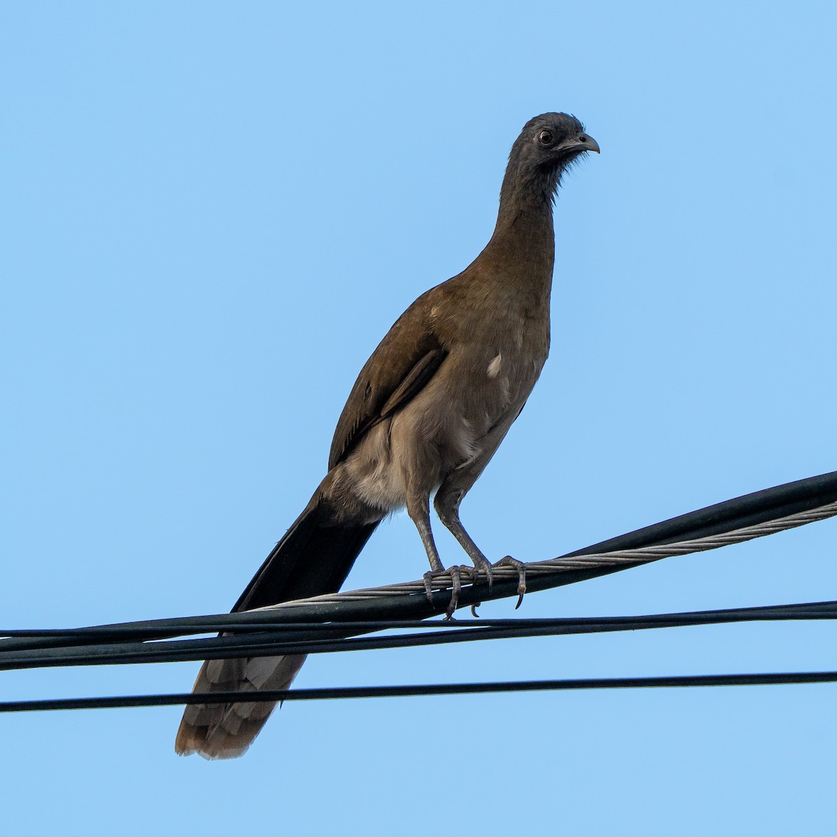 Gray-headed Chachalaca - ML647507845
