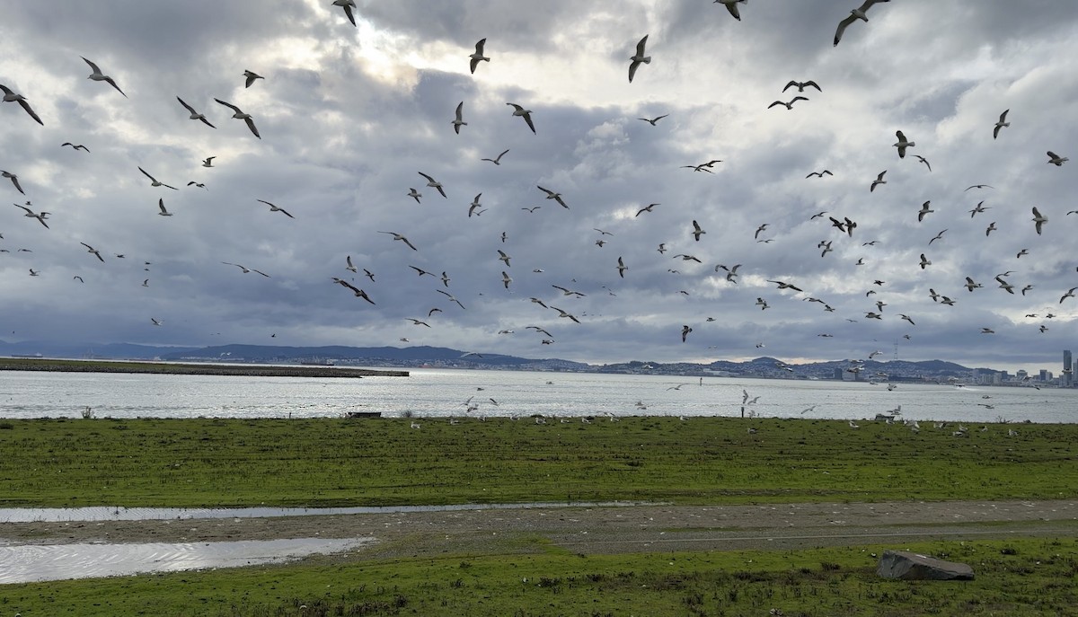 чайка sp. - ML647507850