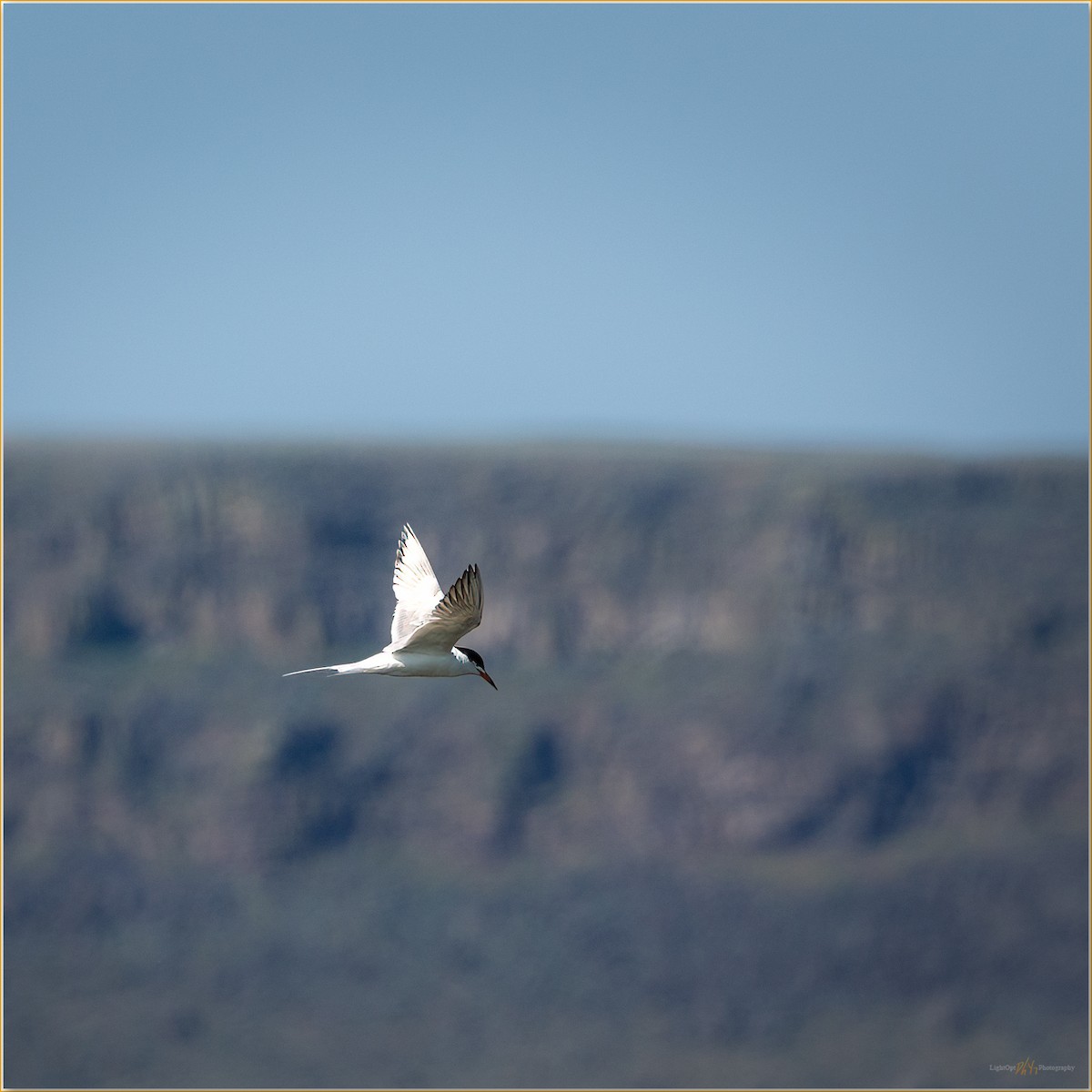 Forster's Tern - ML647507856