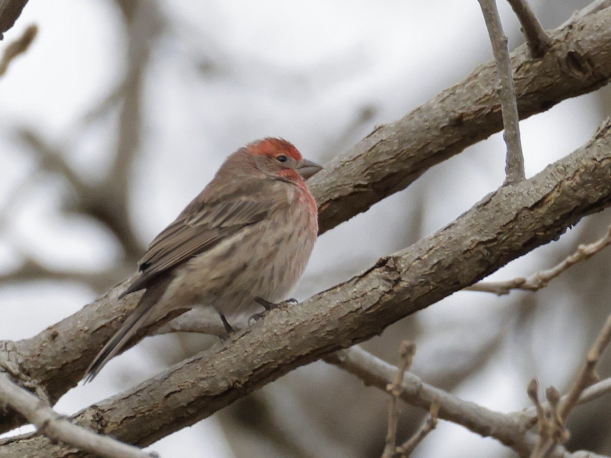 Roselin familier - ML647507859