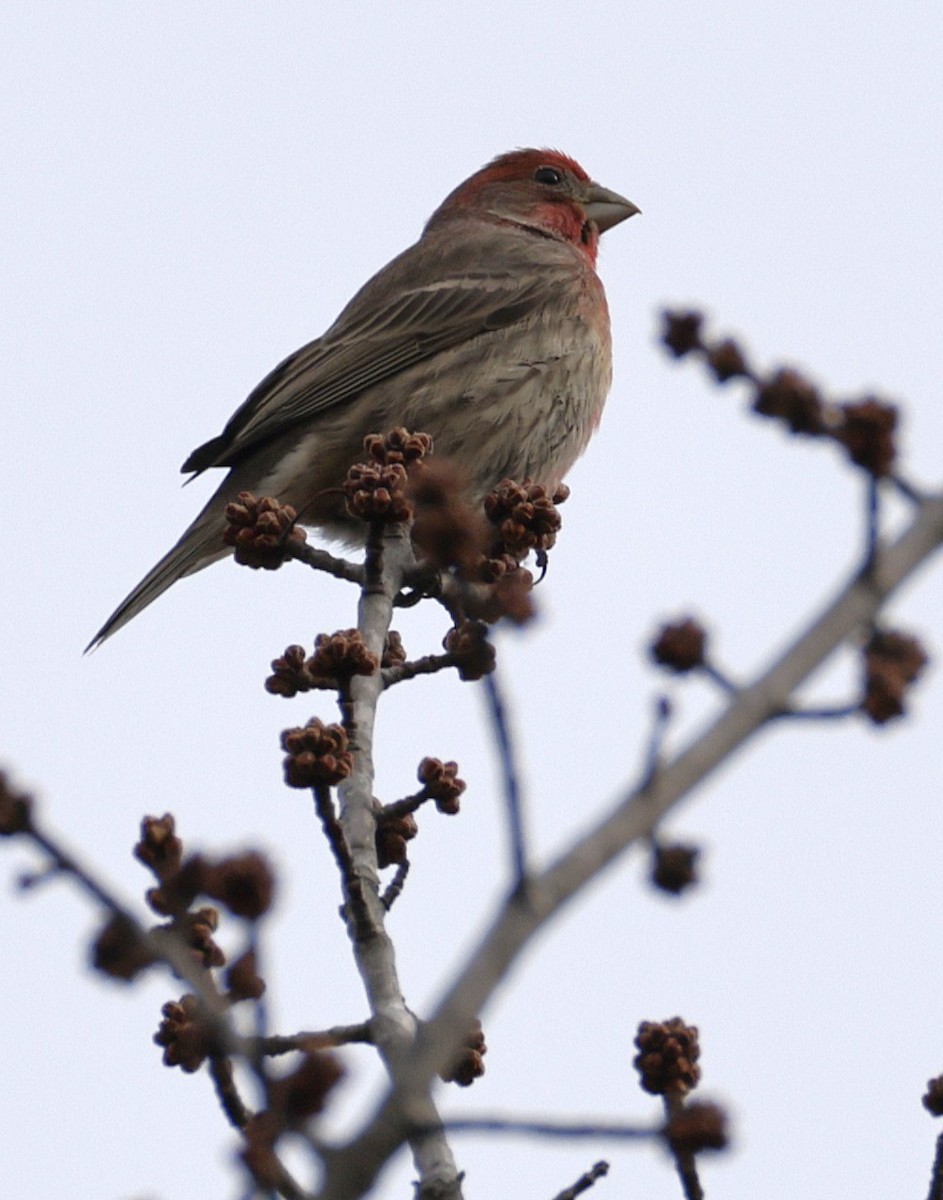 Roselin familier - ML647507860