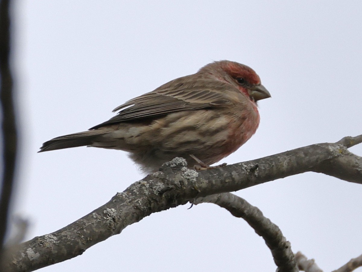 Roselin familier - ML647507861