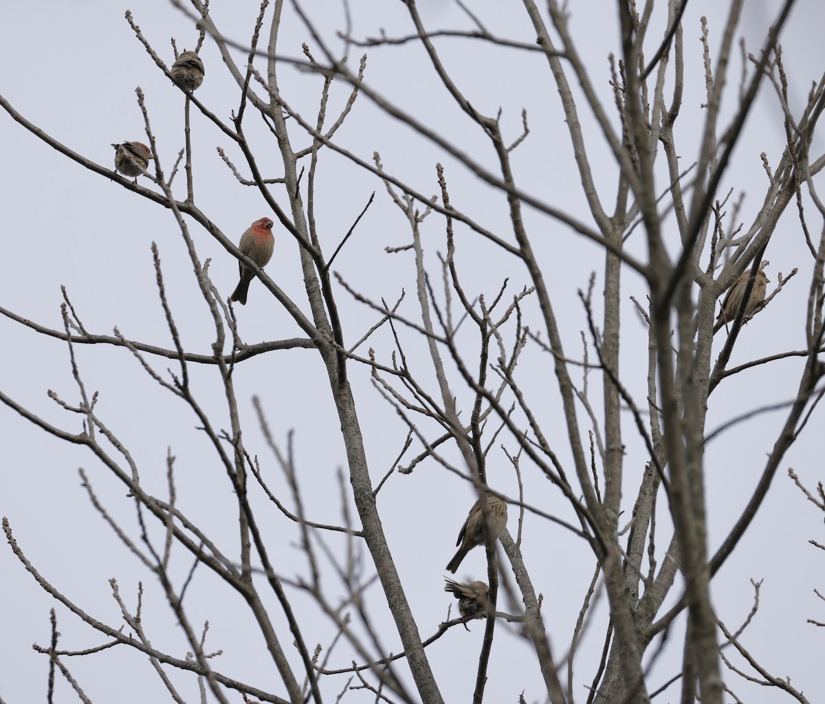 Roselin familier - ML647507862