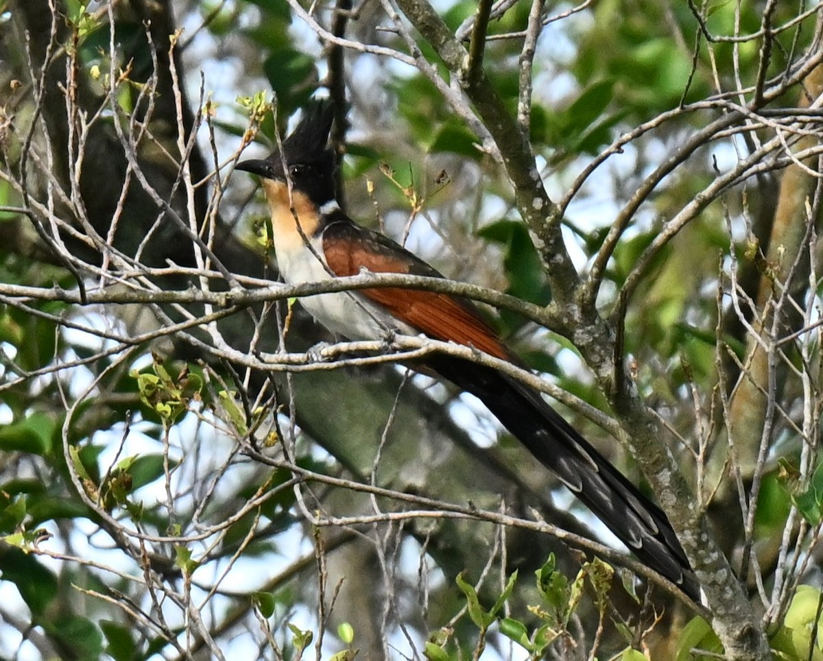 Chestnut-winged Cuckoo - ML647507917