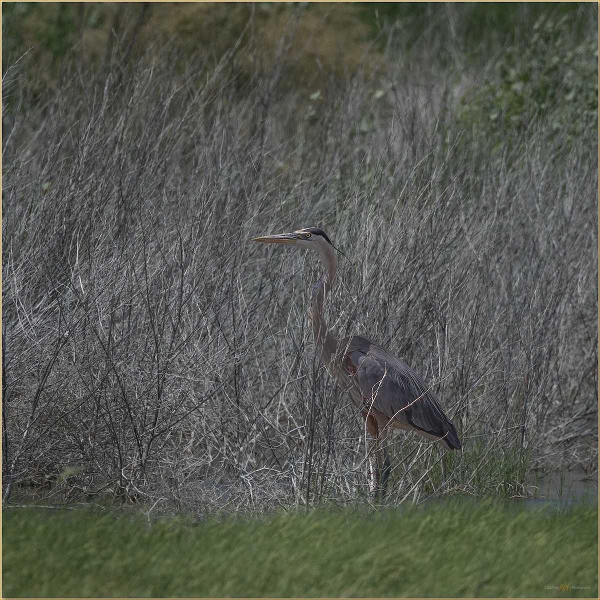 Grand Héron - ML647507918