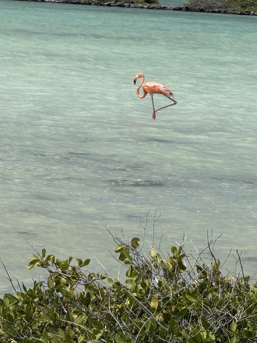 Красный фламинго - ML647507926