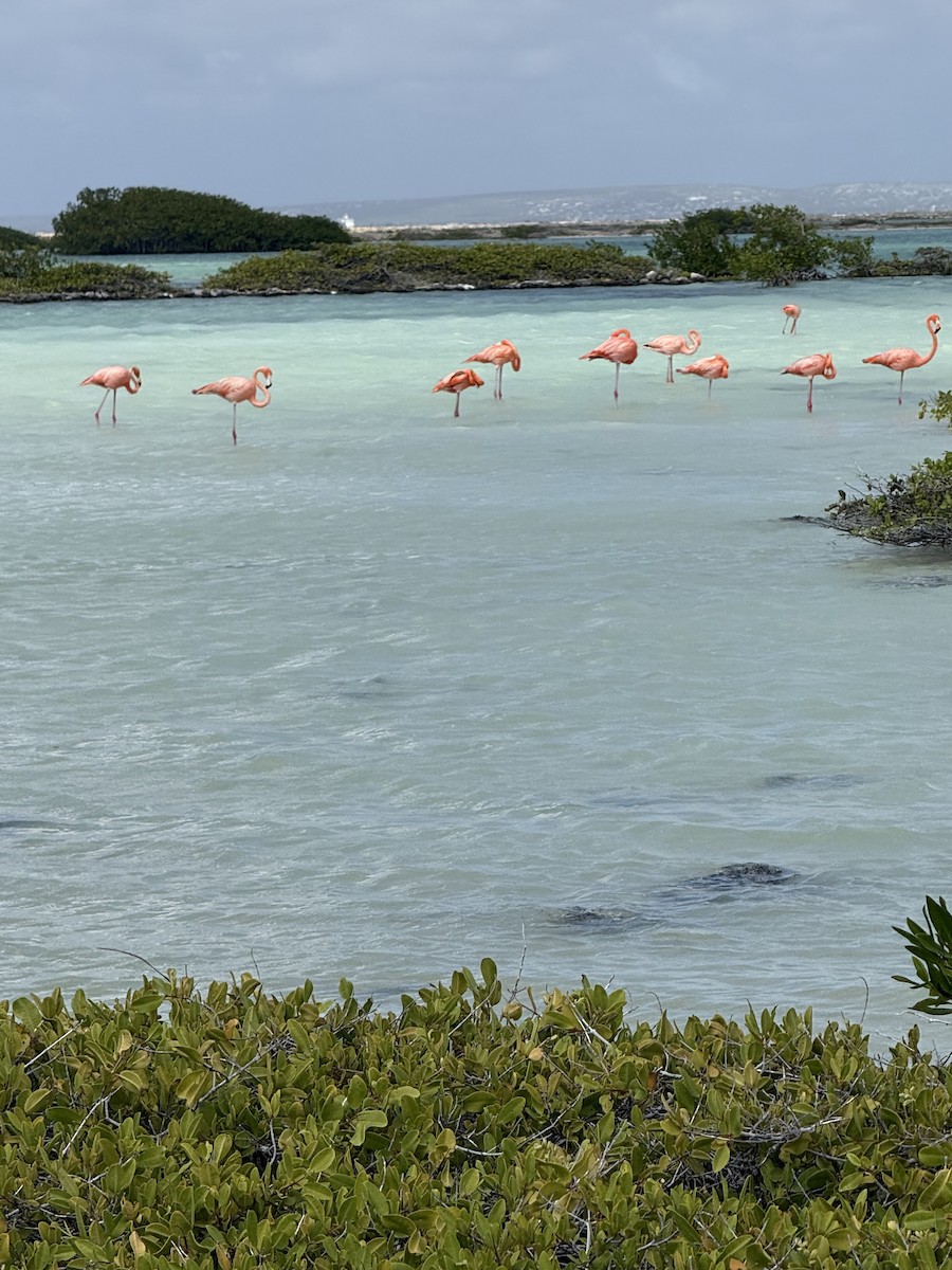 Красный фламинго - ML647507927