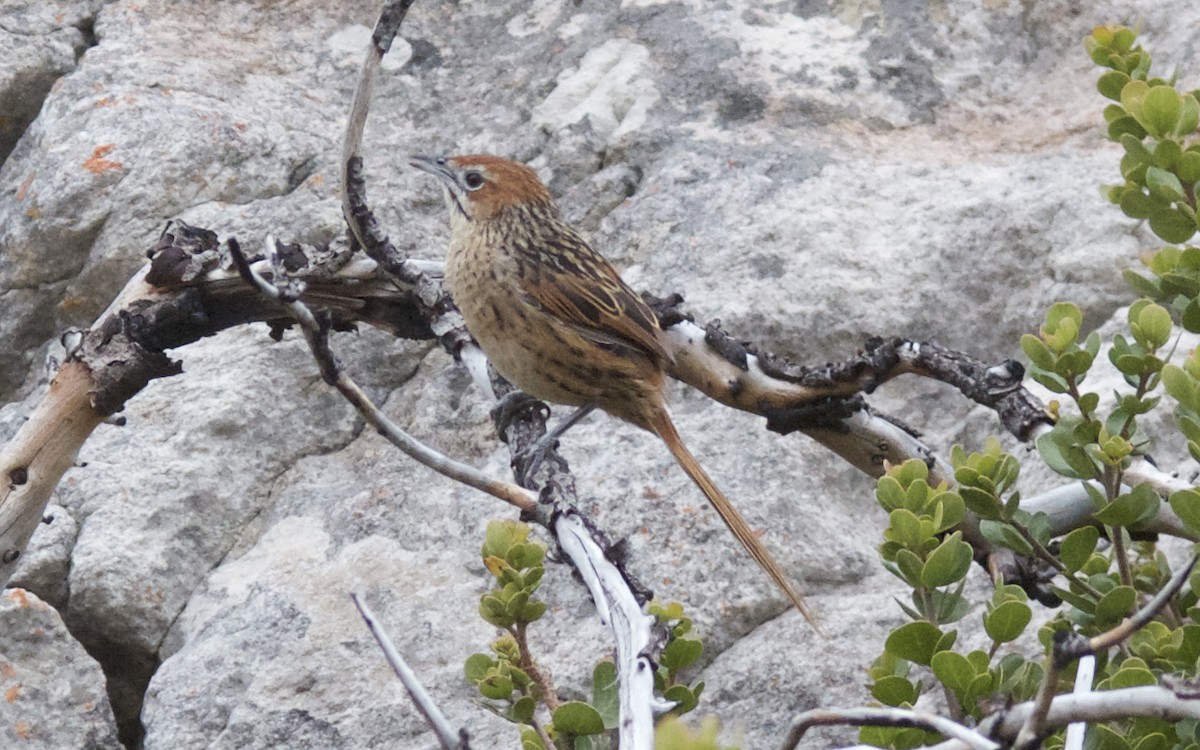 Cape Grassbird - ML647507944
