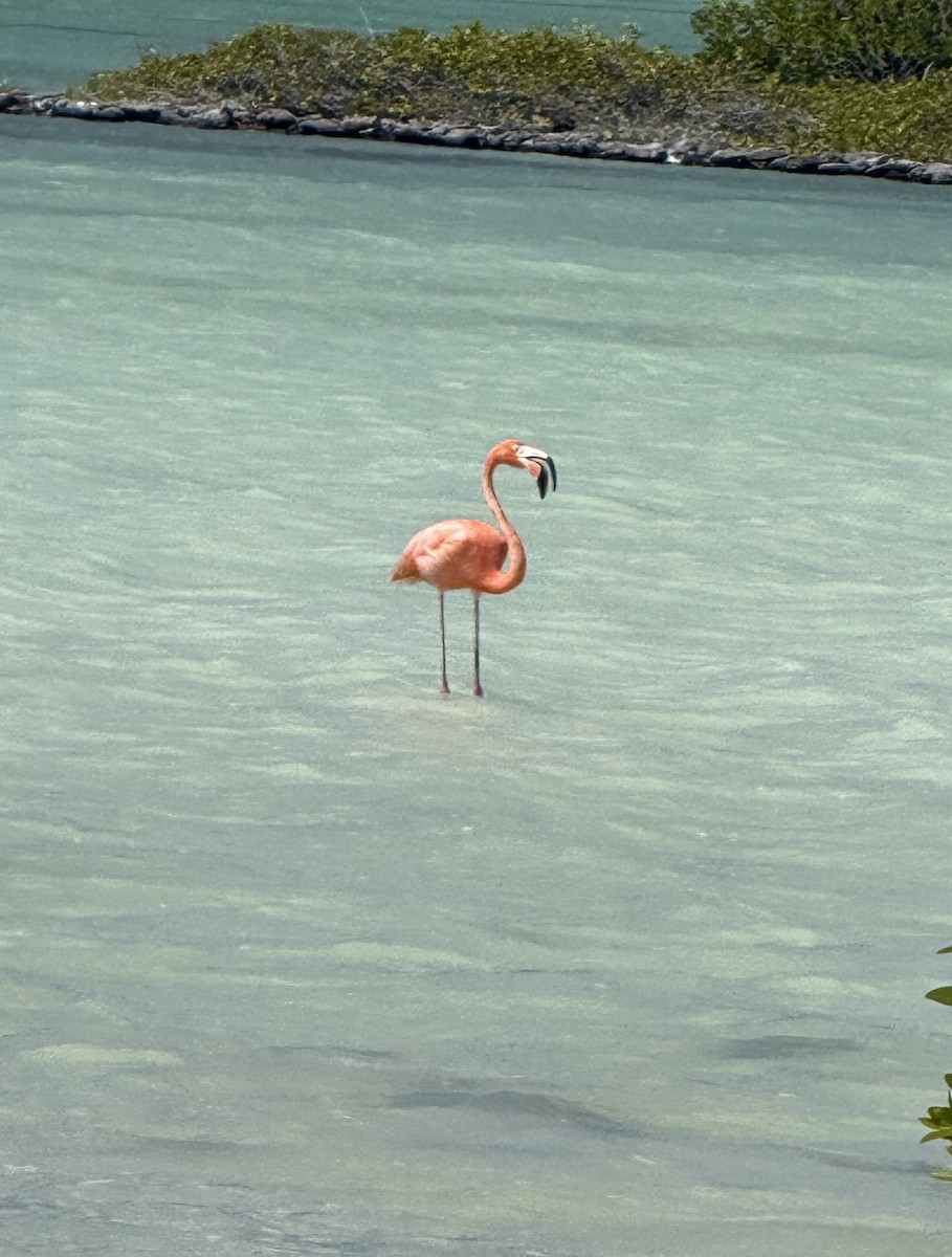 Красный фламинго - ML647507945