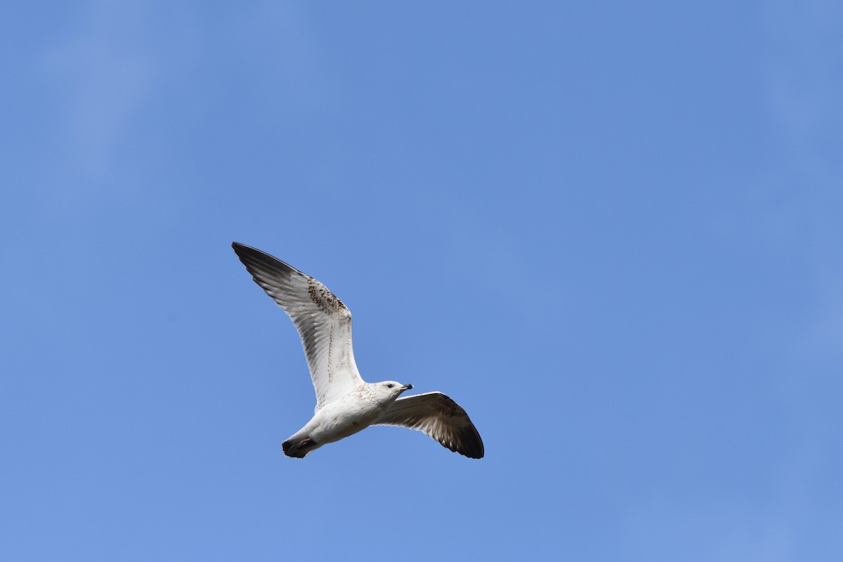 Сизая чайка - ML647507961