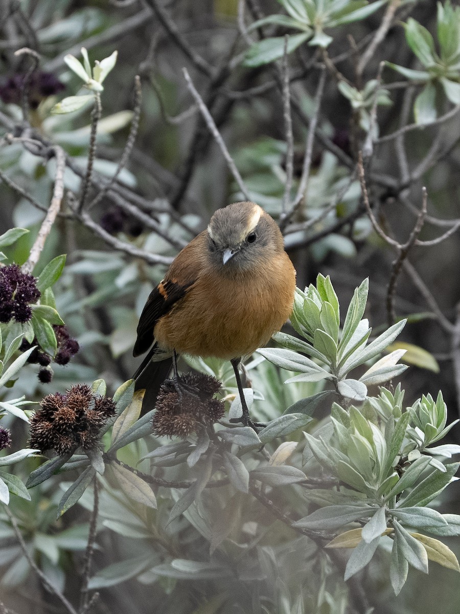 Буроспинная тираннита - ML647507966