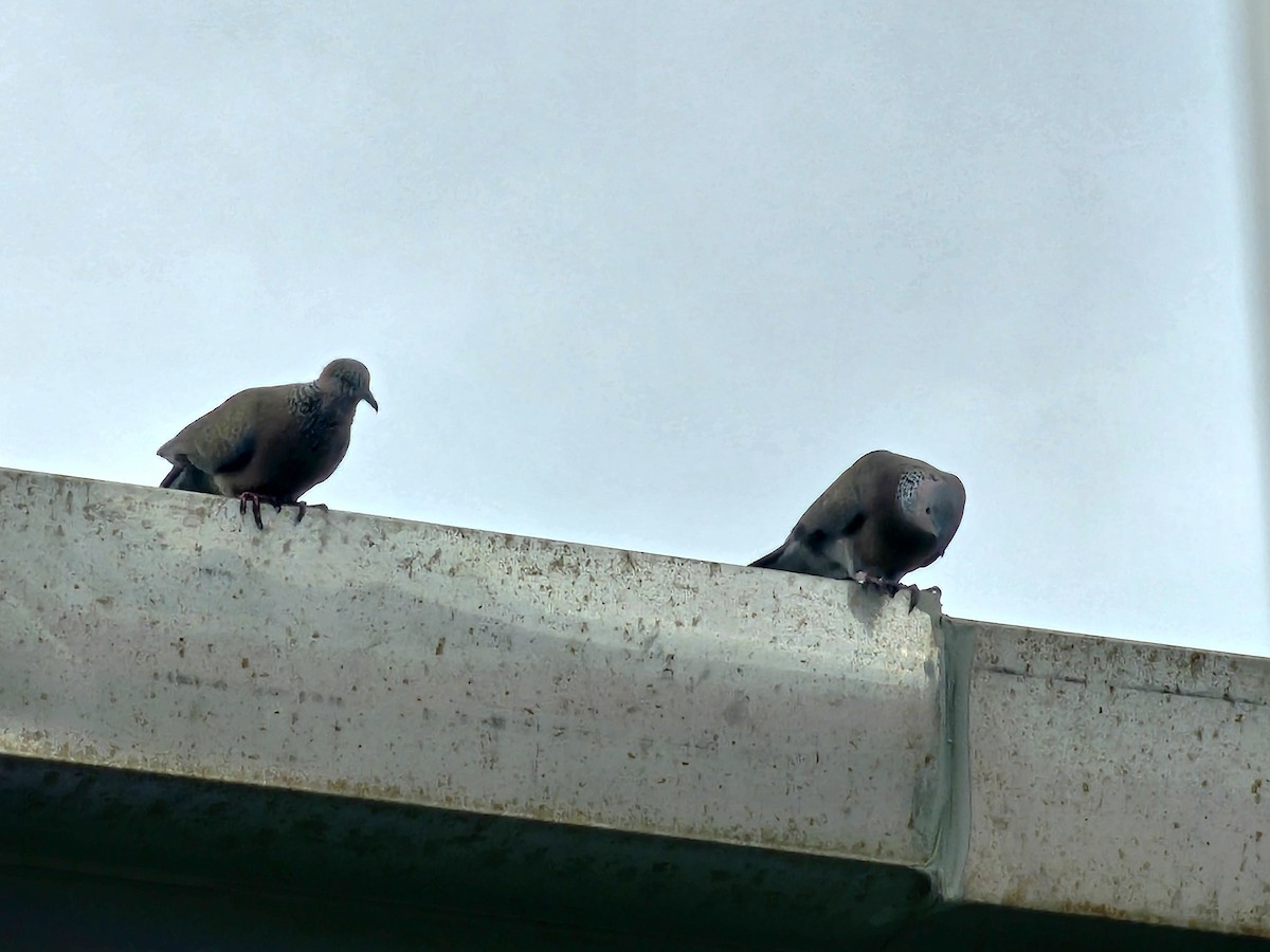 Китайская горлица - ML647507967