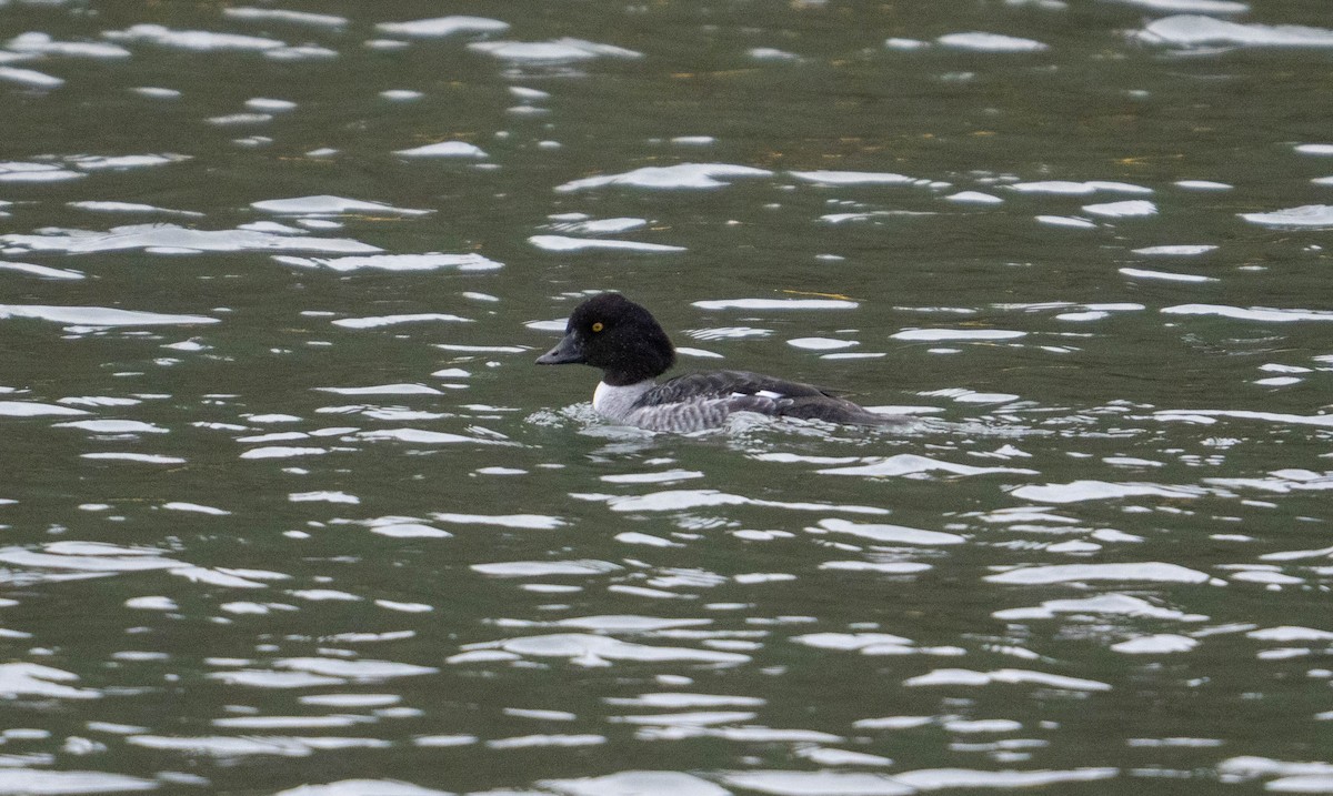 Murgilari islandiarra - ML647507968