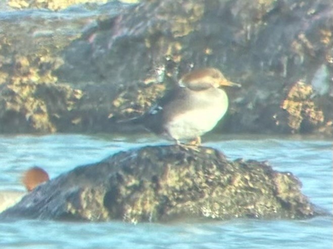 Капюшоновый крохаль - ML647507971