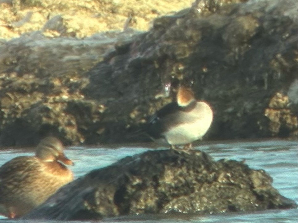 Капюшоновый крохаль - ML647507972