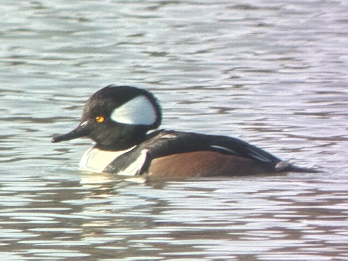 Капюшоновый крохаль - ML647507973