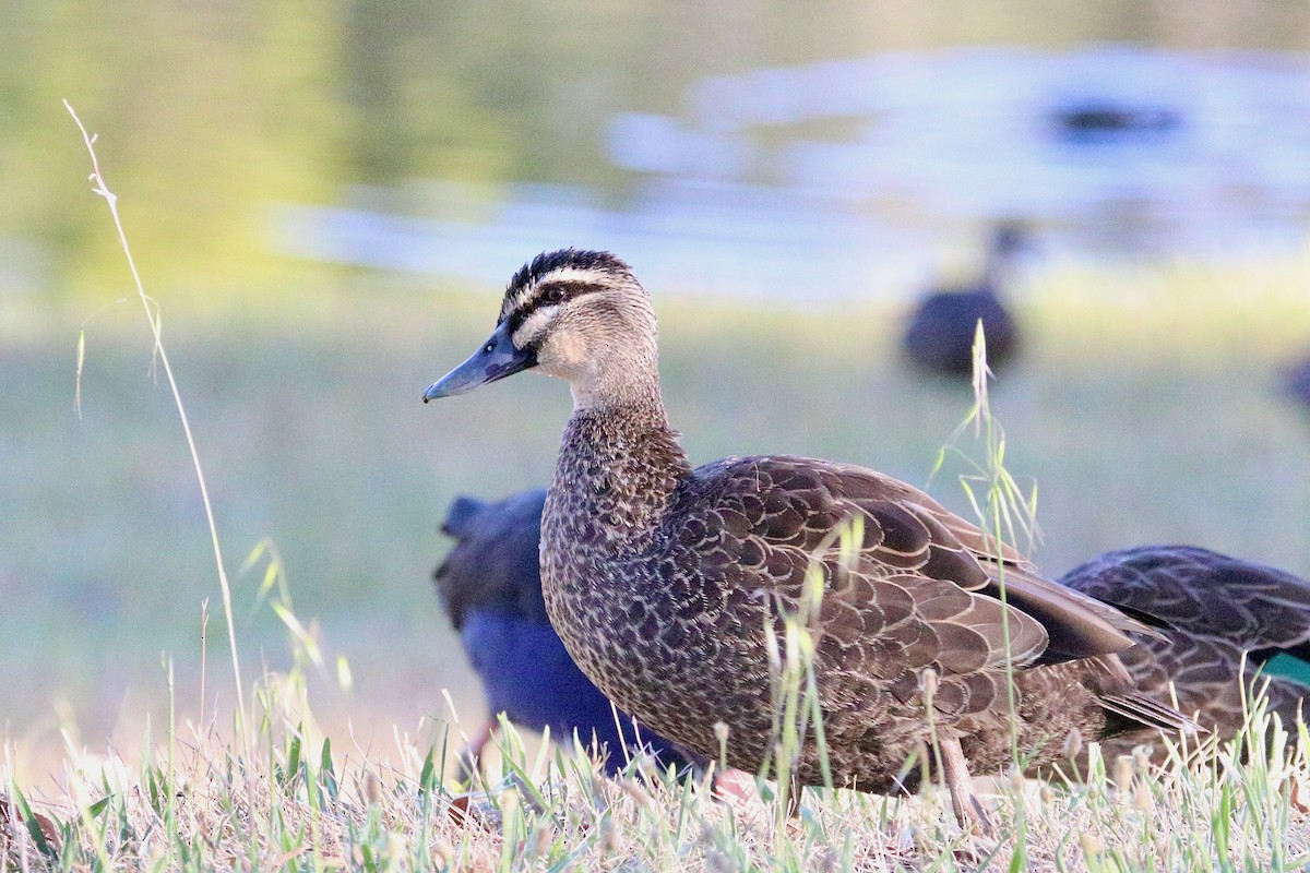 Серая кряква - ML647507974